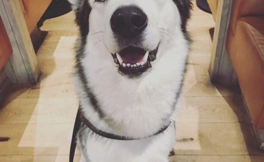 “@beerkitchenashtonlane: This is Quillan. Quillan is a very good boy. ” #dugsNpubs