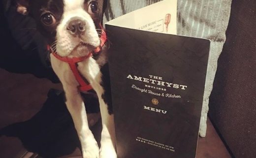 “@boston.freddie:  My Favourite pub Amethyst in Govan🍻🐶 ” #dugsNpubs #Glasgow