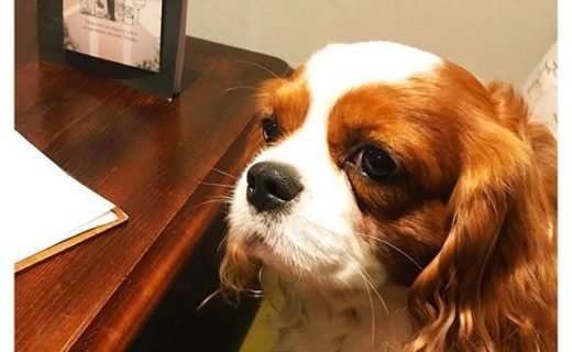 Here is @logan_the_cavalier out for lunch at @thestableskirkintilloch ⠀⠀ #dugsNpubs