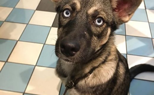 Here’s Bobbi in Dug friendly Milly’s Kitchen in Cupar – pic  @cooper_pupscotland