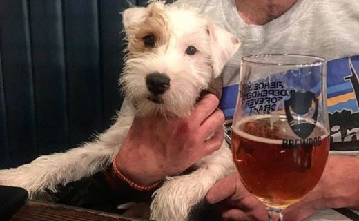 Here’s @charlietheparsonrussell at @brewdogliverpool #dugsNpubs