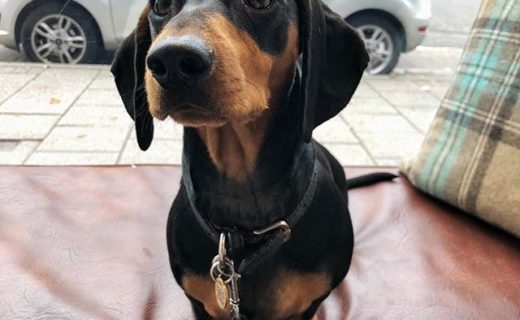 Here’s @elvisminisausage helping out in iolla in Glasgow 👓🐶 #dugsNpubs