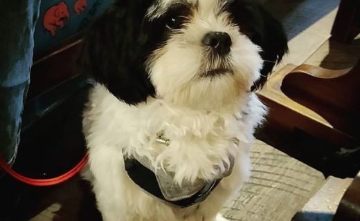 “@hos_norton:  Today’s Good Boy of the Day Award goes to the irrefutably squishable Bailey, who popped in with his family for some cheesy nibbles with a side order of attention. Good boy Bailey! 😍🐶🏆 ” #dugsNpubs