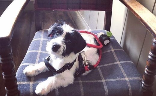 “@lulullolly:  Badger 🐶 (at The Dabbling Duck) ” #dugsNpubs