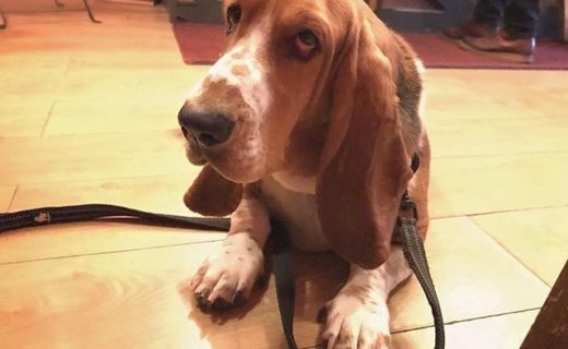 “@morte_the_basset_hound: I love @rutherfordsmicropub  everyone is so friendly and I get lots of cuddles. ” #dugsNpubs