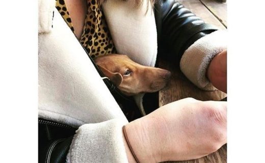 “@scrangla: When @dachshing_albert came to visit Scran! 🐕 Cuteness overload! 😍😭💗⠀
” #dugsNpubs