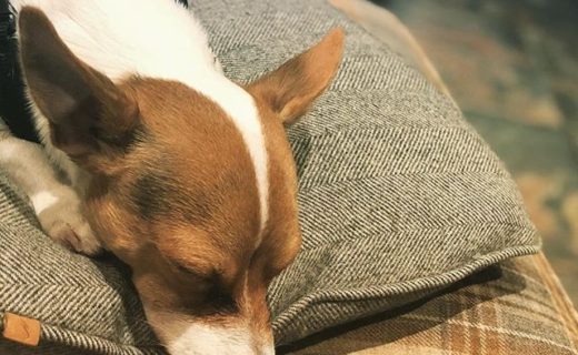 “@steffdog:  Having a good long fancy snooze in front of the fire. This is the life! ” (at No.1 Bar & Grill, Aberdeen) #dugsNpubs