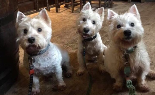 The Munro westies in the Brown Bull Lochwinnoch – from Mark Munro