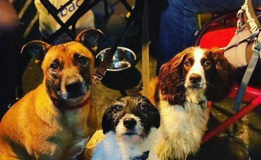 “@the_basement_ed:  These boys are so well behaved! 🐾🐶 ” #dugsNpubs