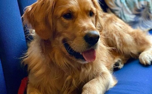 “@thegiddygoosedundee:  Did you know that we are super dog friendly?! Bring in your pooch next time you visit, it will sure make our day! 🐶💕” #dugsNpubs