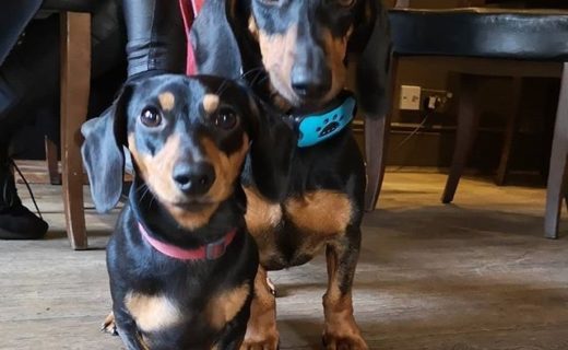 “@themagnum_albanyone:  Frankie & Orinoco popped in for drink today. ❤️ 🐶” #dugsNpubs