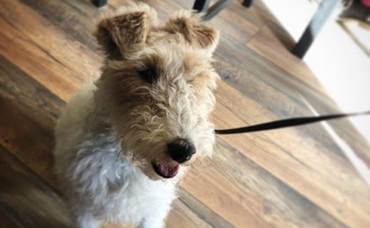 “@threehillscoffee:  We love it when you bring you doggies in! 🐶❤️ ” #dugsNpubs