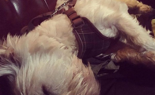 “@wee_fergus_westie:  When you can’t handle the pub on a school night ” #dugsNpubs