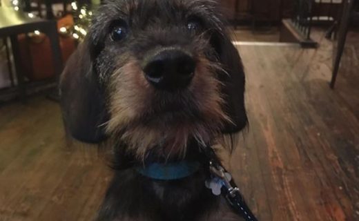 “@wee_nevis:  Lunch with mum and grandpa at @sohoglasgow 🐾 I got lots of attention, a big bowl of water and a treat. Can’t wait til my next visit!” #dugsNpubs