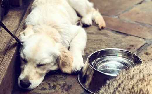 A sleepy put having a wee snooze at Indigo Yard Edinburgh.