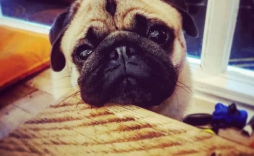 “@abelspugadventures: Visited @kcalkitchen in Edinburgh! They are dog friendly, you should check em out! Healthy food all round!”⠀
#dugsNpubs
