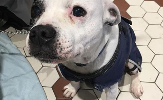 “@dugsofgsc:  Beautiful Billy! All our dreams coming true, more staffy visitors 💜 ” #dugsNpubs
