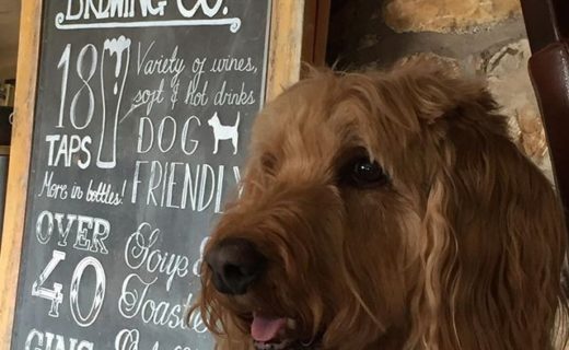 “@lizziethedoodle:  So nice when I get taken out for lunch! Made very welcome & spoilt by the staff ” #dugsNpubs (at St Andrews Brewing Co)