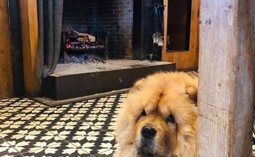 “@lolathechow_chow: Just hanging out at my fav pub ” #dugsNpubs