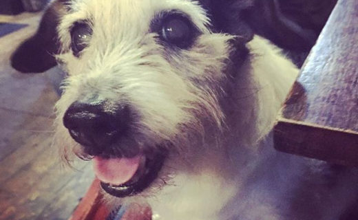 “@superwoofers.dogtraining:  We met Stitch. He will be 19 at Christmas!!! 😍” #dugsNpubs