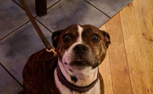 “@thejokeredinburgh:  One of our favourite customers, Kiera the Staffy 😀” #dugsNpubs