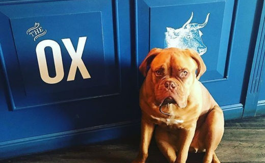 “@the_ox_edinburgh: Here he is the King of The Ox….Frank! ” #dugsNpubs