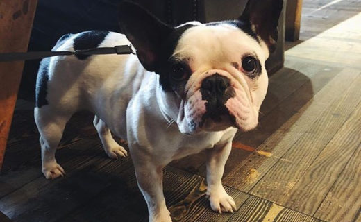 “@thetinsmith: 😍 We love meeting your best friends❤️❤️” #dugsNpubs