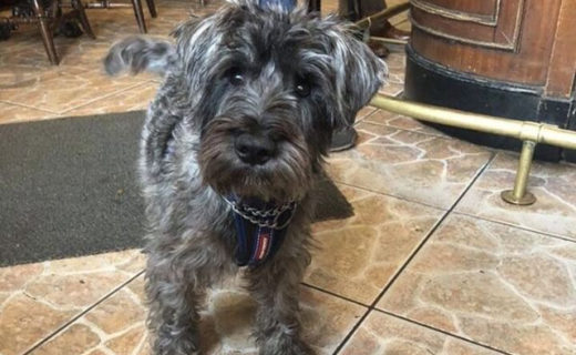 Wee Gus in The Crown Inn, Monifieth – pic from Julie Robb