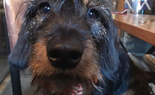 @wee_nevis: “Lunch at @committeeroom9 – yum! 😍” #dugsNpubs