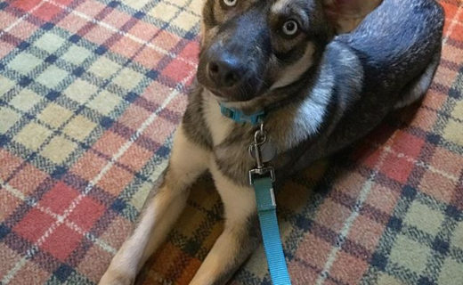 “@cooper_bobbi_scotland Taking up a prime position for maximum visibility in this #dogfriendly pub as dads & granny have lunch. Totally scored a cheeky treat too 😜” #dugsnpubs
