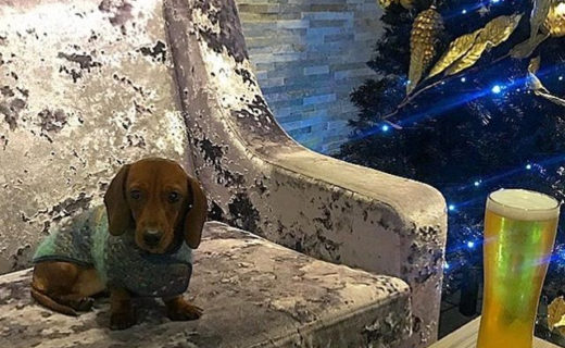 “@pennyshortlegs First day of Christmas holidays and I went to pub for lunch with my humans 😃 (at @lorimers1 )” #dugsNpubs