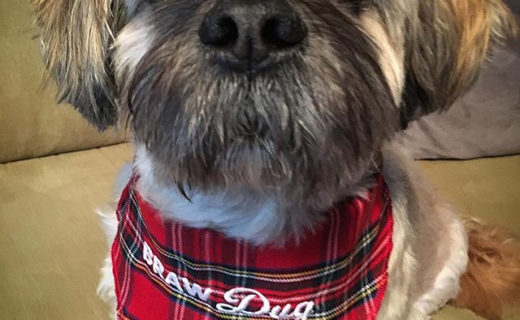 Happy Burns Night! 🏴󠁧󠁢󠁳󠁣󠁴󠁿 As a special Scottish treat all Tartan Bandanas are on sale at £5…Here’s our Braw Dug Bailie looking very handsome indeed 🐾 Click on the link in the bio to buy, offer ends at midnight… https://shop.dugswelcome.com/dugshop/dug-bandanas/