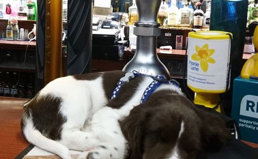 Look at the wee sausage!
Thanks Laura Smith for your picture…
“Wee Darcy at Nikis Bar, Galashiels. First trip out!”