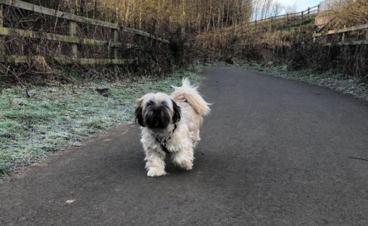 Lovely frosty walk with my boy Bailie. He’s off for a much needed haircut later 🐾