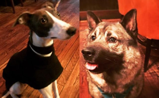 One of our fave Edinburgh Pubs that are very Dugs Welcome…⠀
⠀
Reposting @theholyrood9a:⠀
…⠀
“Another couple of gorgeous pupperinos in the bar recently, Boo and Gunner are always welcome back! 🐶🐕🐺#holyrood9a #edinburghpubs #dugsnpubs #doggo #pupper #cute #blep”⠀
⠀
#dugswelcome