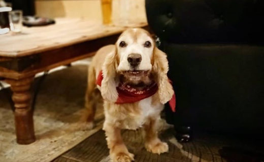 Reposting @hos_norton:⠀
…⠀
“Hey Evie, give us a smile! 📸🐶”