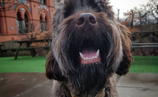 Reposting @innisdug:⠀
…⠀
“Oot fir a pint. #dugsnbeers #Innisdug #australianlabradoodlesofinstagram #dogsofinstagram #dogslife #glasgowdogs #dugsnpubs”⠀
⠀
#dugswelcome