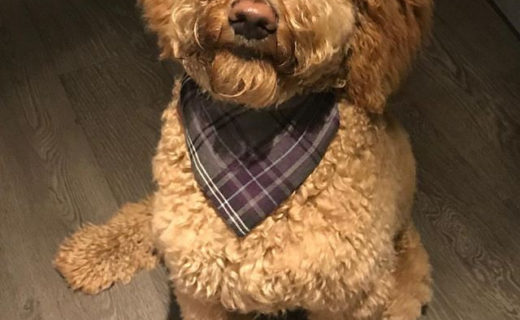 This is our pal Ruby, she’s one of Bailie’s Dug Besties. Doesn’t she look smart in her Burns Night outfit? Thanks Hannah for the awesome picture, we’ll see you at the park!⠀
⠀
Reposting @rubyroogoldendoodle:⠀
…⠀
“Bonnie wee thing  #burnsnight #burnsnight2019 #bonnieweelass #bonnie #tartan #scottish #rabbieburns #scottishinstadogs #dogsofinstagram #dog”

#dugsnpubs

#dugswelcome