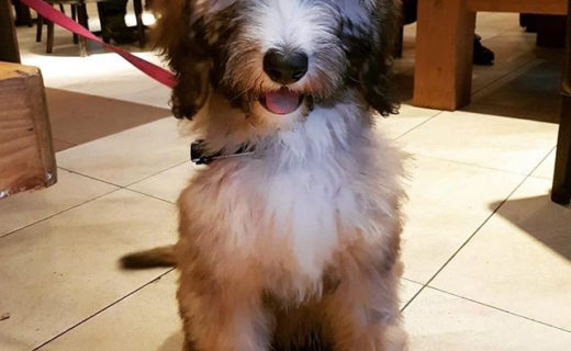 We love Aviemore, it’s so Dug Friendly. Hoping to head back soon. Looking lush Darcey! 🐾 Thanks Mambos⠀
⠀
Reposting @mambos.aviemore:⠀
…⠀
“Darcey just popped in today to make sure Mathew made it to work on time… a short trip through from Grantown-on-Spey. #cafebar #dugsnpubs”
