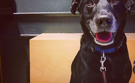 What a handsome Retriever! dugswelcome ⠀
⠀
Reposting @nikitatrend:⠀
…⠀
“Dugs ‘n pubs 🐶🍺⠀
.⠀
#dugsnpubs #dog #doggy #pup #puppy #beer #beers #lab #labradorretriever #labrador #goodboy #dogstagram”