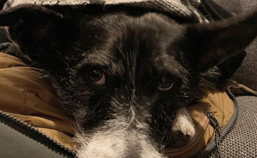 Awesome pic @jettagram_ he doesn’t look grumpy, just plotting his next move 😉⠀
…⠀
“Today I was the grumpiest pub dug 😑🍺 #redmondsofdennistoun #redmondsglasgow”