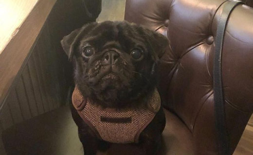 Check out Poppy at the super dog friendly Hamilton’s in Stockbridge.⠀
⠀
Reposting @poppythepetitepug:⠀
…⠀
“Sitting pretty”