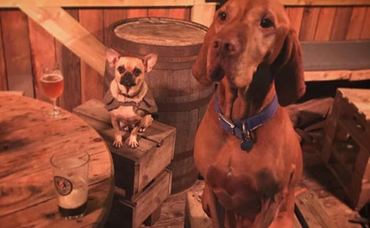 Fab pic @sheldonthedug:⠀
…⠀
“@blackislebar beer buddies 🍻”