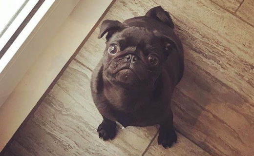 Good plan @gus_pug_about_town⠀
…⠀
“Don’t gooo to work Ma. Let’s go back to the pub instead! 🐶🍺 !”
