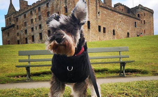 Handsome chap @brontesaurus_morris⠀
…⠀
“Had a nice Sunday jaunt to Linlithgow.  Seen swans for the first time! Had a nice time @starandgarterlinlithgow”