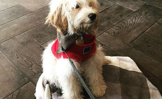 Hey Digby! 👋 ⠀
⠀
Reposting @digby_thecavapoo:⠀
…⠀
“@blackivyedin 🤤”
