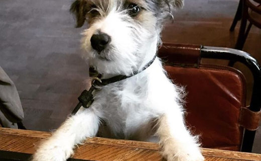 Hi Tiki…! 👋 Thanks for the pic guys x⠀
⠀
Reposting @thefleecebarandkitchen:⠀
…⠀
“Tiki, our youngest pup, looking for her first pint 🍻#dugsnpubs”