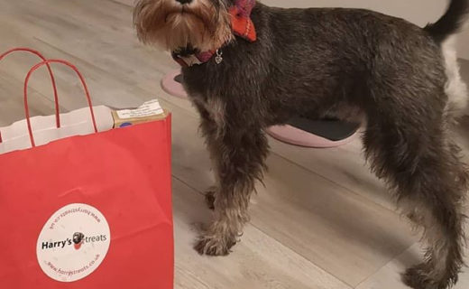 I love @Harry_treats it’s my favourite place to shop for Bailie, and best of all it’s run by my good friend Paul who’s been keeping Bailie’s belly full of treats for a very, very long time ☺️⠀
⠀
Thanks for tagging us guys!  x⠀
⠀
Reposting @brontesaurus_morris:⠀
…⠀
“Today I went to @harrys_treats and got kitted out with my first harness, new collar and equafleece. Not to mention a few treats hence my waggy tail. Took in a pub lunch at a rainy South Queensferry in the @hawesinnsouthqueensferry”