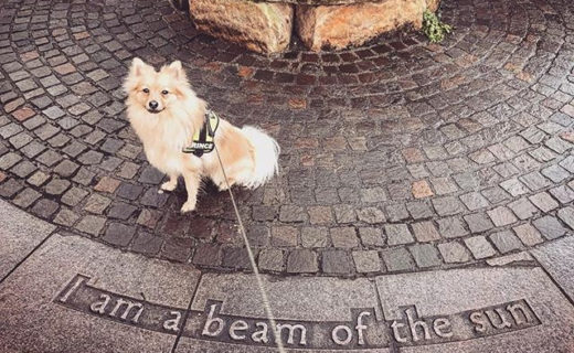 Little beaut!⠀
⠀
Reposting @princenelsonpom:⠀
…⠀
“🐕🌞👑 #glasgow”