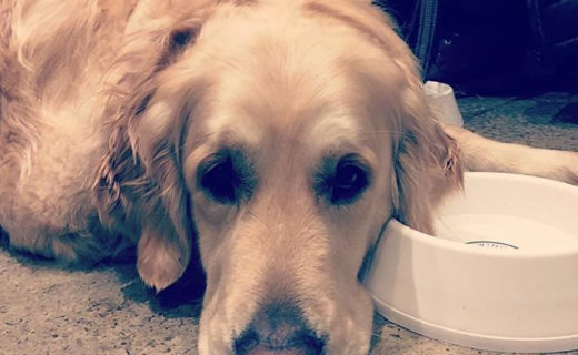 Love this one! ⠀
⠀
Reposting @goldenbrothers15:⠀
…⠀
“Just chilling in @drygate Glasgow with my ear in the water bowl while the hoomans eat dinner… really hoping they can sense that I am willing for them to give me some of their dinner 😂”